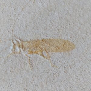 Giant Pycnophlebia Solnhofen Grasshopper