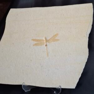 Fossil Dragonfly