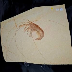 Aeger shrimp fossil (SH 1-68)