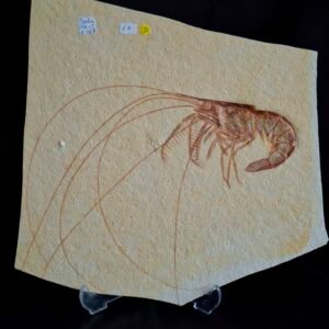 Aeger Shrimp Fossil - SH 1-67