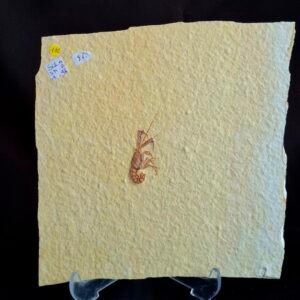 Baby Fossil shrimp 1-96