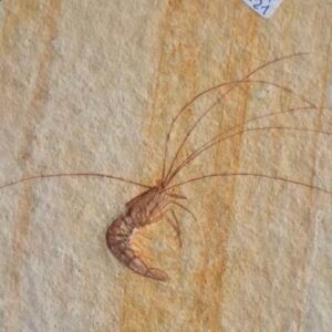 Antrimpos Fossil Shrimp