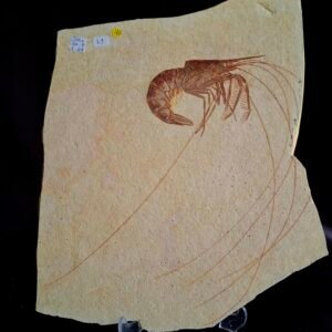 Aeger Shrimp Fossil - SH 1-29