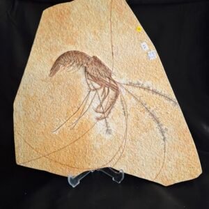 Aeger Shrimp Fossil - SH 1-62