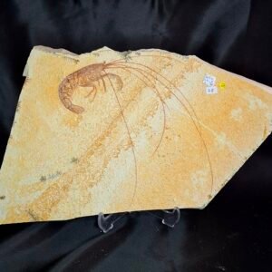 Aeger, Antrimpos, and the rarer Acanthochirana