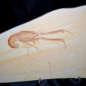 Baby Fossil shrimp 1-318