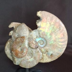 Cleoniceras Ammonites B1