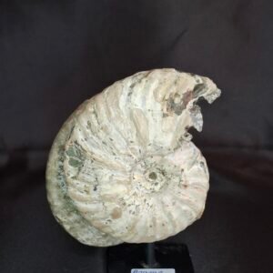 CleonicerasAmmonites B2