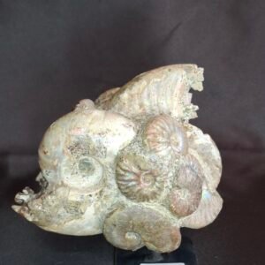 Cleoniceras Ammonites B3