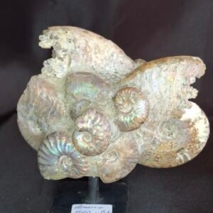 Cleoniceras Ammonites B4