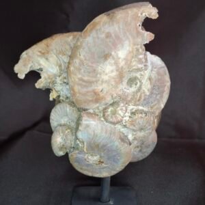 Cleoniceras Ammonites B5