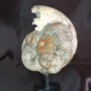 Cleoniceras Ammonites B6