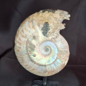 Cleoniceras Ammonites B8