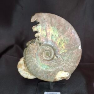 Cleoniceras Ammonites B9