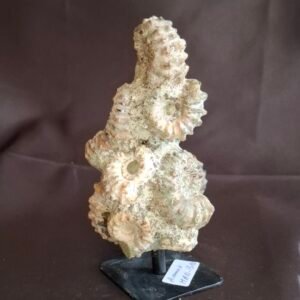 Douvilleiceras Ammonite B10