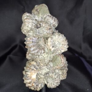 Douvilleiceras Ammonite B11