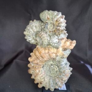 Douvilleiceras Ammonite B12