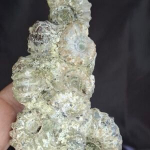 Douvilleiceras Ammonite B13