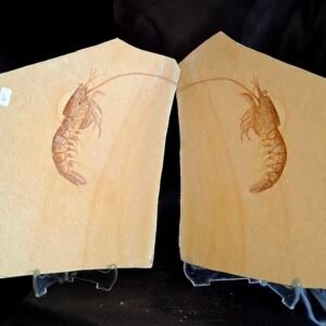 Acanthochirana Fossil Pair