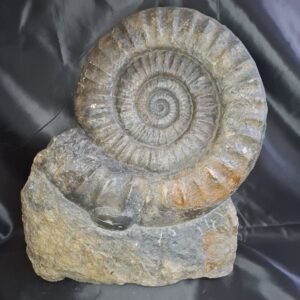 Arietites bucklandi F1