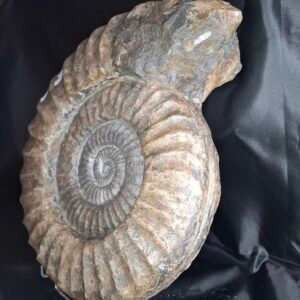 Arietites bucklandi F2