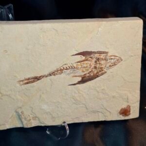 Cocodus and Scrombroclupea