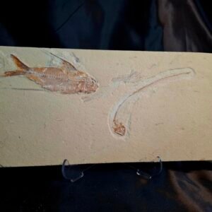 Nematonotus, Shrimp, Squid and Anguillavus