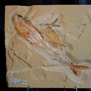 Eurypholis and Nematonotus