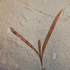 Sapindopsis Fossil Plant PN