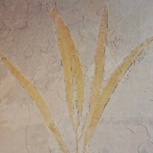 Sapindopsis Fossil Plant
