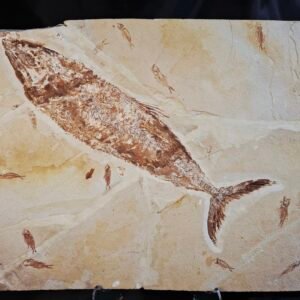 Eubiodectes with small Armigatus fish