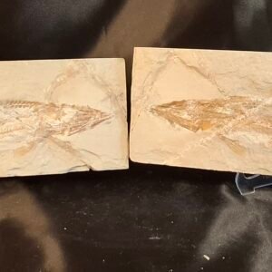 Cretaceous fish, the Prionolepis