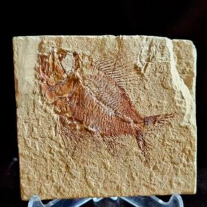 Ctenothrissa and Gaudryella