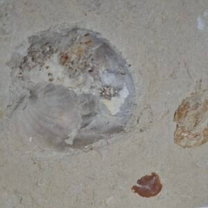Ammonite and Carpopenaeus shrimp 004