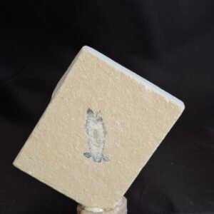 Pseudosculda mantis shrimp