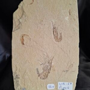 Carpopenaeus shrimps and fish 004