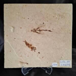 Exocoitoides and Armigatus