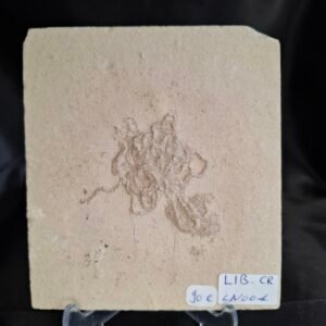 Antedon Crinoid 001