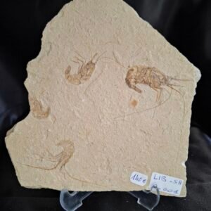 Carpopenaeus shrimps and Gaudryella fish 001