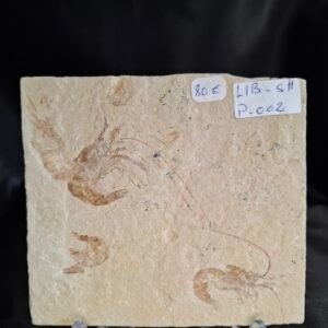 Carpopenaeus shrimps P-002