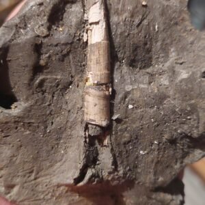 Ammonites, crabs, unrolled ammonites