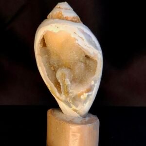 Agathised fossil snail 002