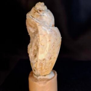 Agathised fossil snail 003