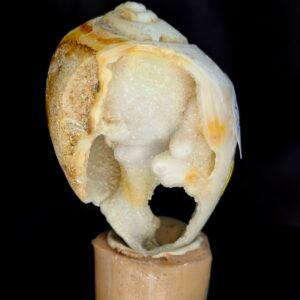 Agathised fossil snail 005