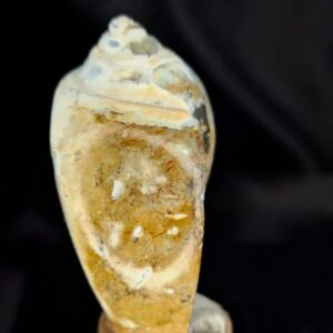 Agathised fossil snail 006