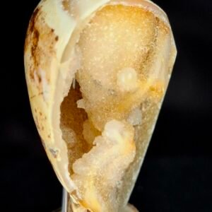 Agathised fossil snail 008