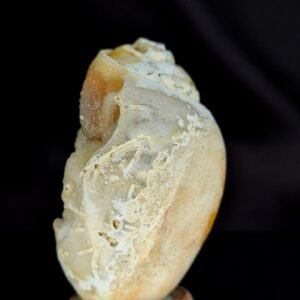 Agathised fossil snail 009