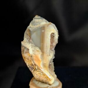 Agathised fossil snail 010