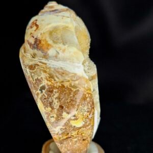 Agathised fossil snail 011