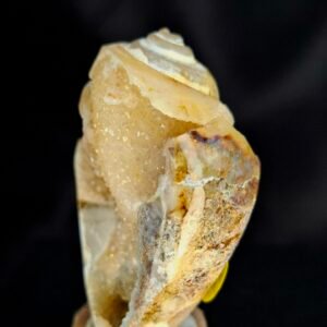 Agathised fossil snail 012